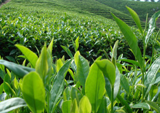 茶葉榴莲视频APP下载IOS標簽方案