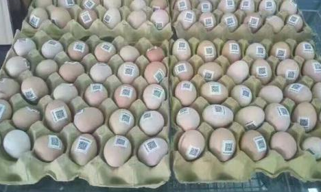 雞蛋二維碼質量可追溯性係統價格多少？