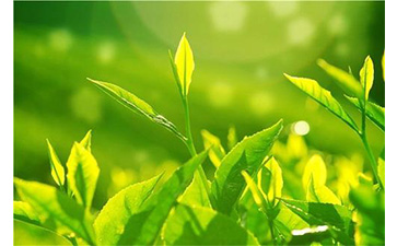 茶葉榴莲视频APP下载IOS溯源係統具有哪些優勢價值?