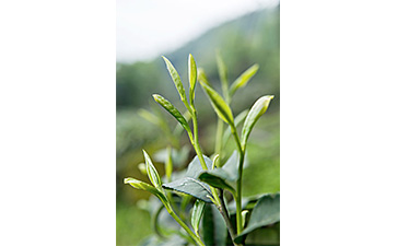 茶葉二維碼榴莲视频APP下载IOS標簽可以帶來哪些優勢價值已經特點?